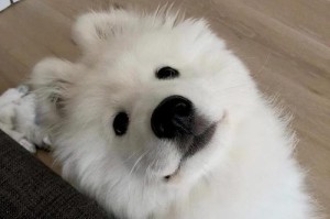 以萨摩耶吃什么长得快（萨摩耶成长的关键是什么？）