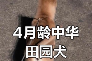 狗狗换毛期（探索狗狗换毛周期及护理技巧）
