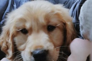 狗狗催吐肥皂水，需要多久才能吐出？（了解狗狗催吐肥皂水的时间周期与方法）