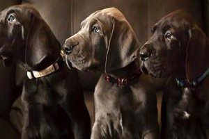 大丹犬智商如何？探究大丹犬的聪明程度（以大丹犬智商为例，了解宠物的智商等级与训练技巧）