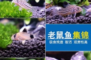 垃圾鱼的食物来源及其对环境的影响（了解垃圾鱼的饮食习惯，保护环境，减少垃圾鱼的数量）
