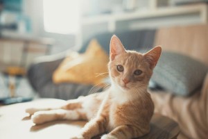 猫为什么抬起前爪？（探索猫咪行为中的神秘之谜）