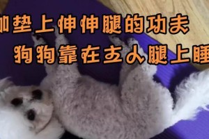 狗狗为什么经常弓腰伸腿？（解析狗狗频繁弓腰伸腿的原因与解决方法）