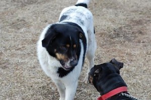 人人都爱拉布拉多犬——这只迷人的宠物犬（了解拉布拉多犬，让你更爱他）