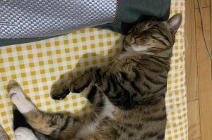 猫咪为何突然乱尿？（探究猫咪乱尿现象的原因及解决方法）