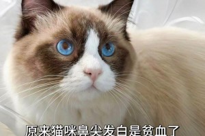 小猫常见疾病与健康保健指南（探究小猫生病的原因和预防措施）
