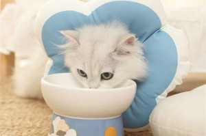 猫咪绝育后项圈需要戴多久？（科学的绝育后项圈使用时间探讨）