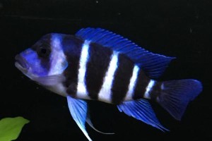 以萨伊蓝六间鱼的饲养方法（打造完美宠物水族箱，从这里开始！）