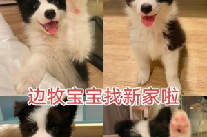边牧宝宝的饮食需求（边牧5个多月的营养摄入及饮食安排）