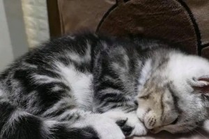 半夜遇见一只猫（究竟以半夜看到猫代表着什么？）