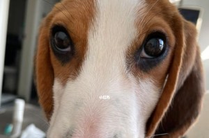 狗狗折耳朵的品种大揭秘（品种多样化的折耳犬族群及其特点）