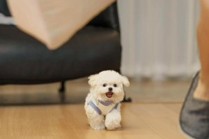 给狗取什么名好（如何为你的爱犬选取一个恰如其分的名字）