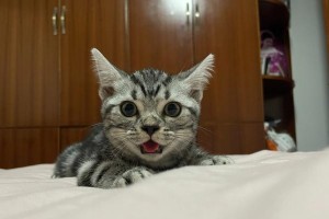 猫为什么会经常吐出舌头？（探究猫咪舌头外露的原因和意义）