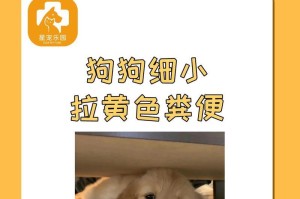 狗生病需注意的关键事项（保护狗狗健康，远离疾病的要点）