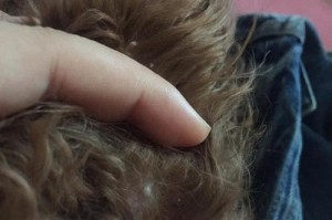 揭秘狗身上的白色物质——犬白斑病（狗身上的白色斑点真相，让我们一起了解白斑病）