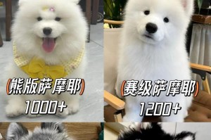 新手饲养萨摩耶犬的终极指南（萨摩耶犬饲养技巧与心得分享）