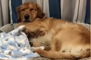 揭秘狗狗为何钟爱躺着睡觉（解码狗狗睡姿）
