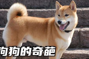 狗狗起名小秘籍（如何为你的狗狗取一个合适的名字）