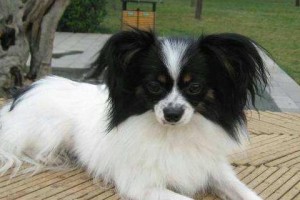 如何科学驯养蝴蝶犬（宠物爱好者必读的蝴蝶犬驯养指南）