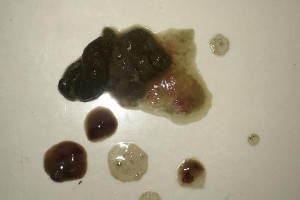 博美幼犬适用药物指南（了解博美幼犬可用药物，守护它们的健康）
