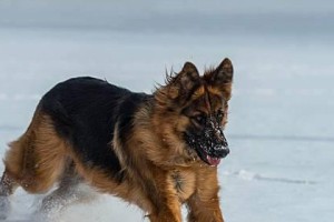 如何饲养健康的德国短毛指示犬（从营养到运动，一步步教你打造完美指示犬）