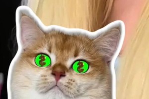 繁殖猫中最赚钱的品种是哪些？（探究繁殖猫中利润最高的品种及其特点）