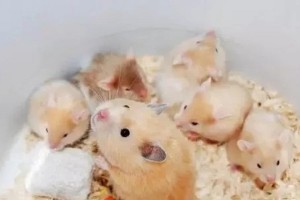 仓鼠类宠物（揭秘仓鼠类宠物如何认主人及仓鼠类宠物如何建立情感纽带）