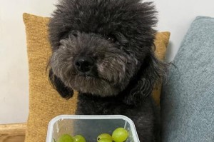 泰迪吃什么毛不卷？（为你揭开泰迪毛不卷之谜）