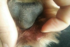 狗脚底发红是什么原因？（了解狗脚底发红的常见原因及处理方法）