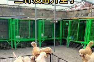 金毛犬打疫苗的时间和注意事项（掌握金毛犬疫苗接种的最佳时机，宠物健康有保障）