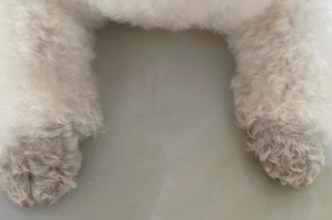 狗为什么会趴着后腿张开？（探究狗趴着后腿张开的原因及其行为意义）