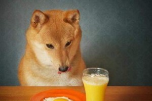 猫咪爱吃鸡蛋吗？真相揭秘（探究猫咪对鸡蛋的喜好与禁忌）