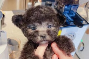 泰迪犬应该接种哪些疫苗？（保护泰迪健康的重要举措及免疫注射时间表）