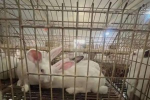 养兔子的乐趣与责任（兔子是理想的宠物伴侣）