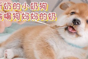 宠物狗断奶后的饮食指南（宠物狗断奶后应如何合理安排饮食，保障它们的健康成长）