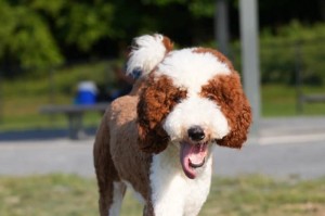 贵宾剃毛（掌握贵宾剃毛周期，打造时尚犬型）