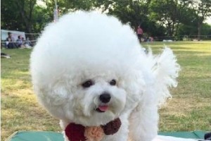 如何训练比熊犬握手？（让你的宠物成为魅力四射的小公主）