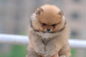 半夜兴奋的博美幼犬（如何让博美幼犬安静入眠）