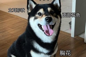 探寻最美狗毛色的秘密（发现令人着迷的狗毛色世界）