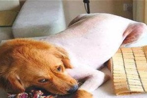 狗狗鼻炎的检查与症状分析（了解狗狗鼻炎的症状及如何进行检查）