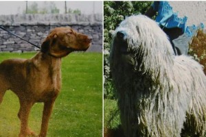 比利牛斯獒犬的饲养方法（了解獒犬的历史和特点）
