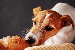 狗狗最喜欢吃的人类食物是什么？（探寻狗狗口中的幸福食物）