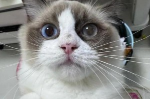 揭秘猫咪眼中的神秘白色部分（探索猫眼白中的奥秘）