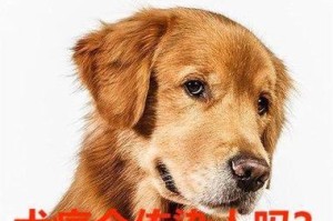 犬瘟热病毒（揭秘犬瘟热病毒的潜伏期，如何有效预防和治疗？）