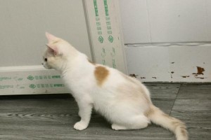 咬劲十足的猫咪（一只百灵鸟的苦恼与欢乐）