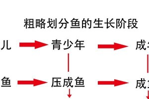 鱼类排泄时间的研究（从喂食到排泄，鱼类排泄时间的探究）