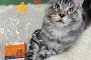 小猫感冒的水是什么？（探讨小猫感冒时最适合喝的水类型）