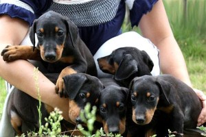 如何正确饲养史毕诺犬（史毕诺犬的喂养、训练、健康保健全面解析）