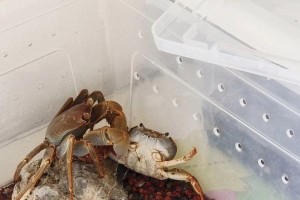 毛足鼯鼠的饲养方法（打造舒适的生活环境，关注细节营养均衡）