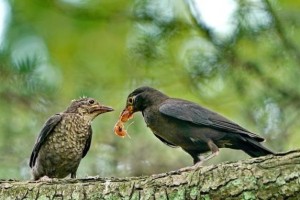 鸟类的主要食物及其营养需求（了解鸟类的食性和健康饮食习惯，促进其生长和繁衍）